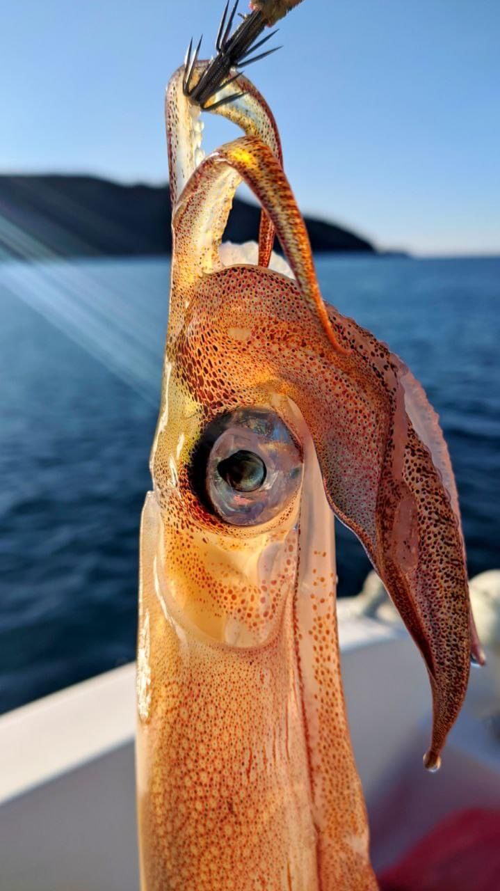 squid fishing