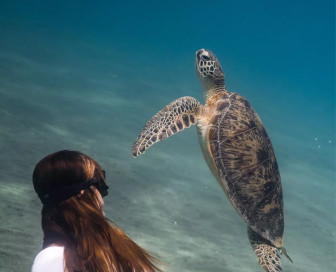 Dolphin trip, Cruise, Egypt, Hurghada