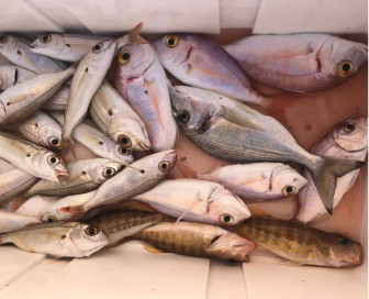 Fishing in the bay, Рыбалка, Черногория, Херцег Нови