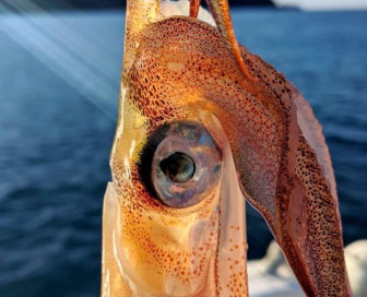 squid fishing, Рыбалка, Черногория, Херцег Нови