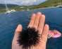 Between the islands and cities of the Adriatic: private sailing yacht cruise, Cruise, Montenegro, Tivat