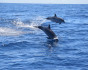 Around the Canary Islands on a sailing yacht. Tenerife &amp; Gran Canaria, Круиз, Испания, Канарские острова