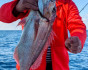 fishing from a moving boat, Fishing, Montenegro, Herceg Novi