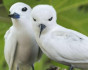 Terrestrial Eden: Seychelles catamaran cruise with ocean and island activities, Cruise, Seychelles, Mahe