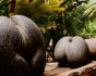 Terrestrial Eden: Seychelles catamaran cruise with ocean and island activities, Cruise, Seychelles, Mahe