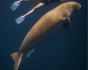 Dolphin trip, Cruise, Egypt, Hurghada